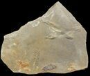 Cruziana (Fossil Trilobite Trackway) - Morocco #49197-1